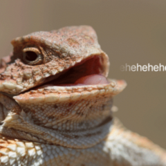 Lizard Squad Attacks Malaysia Airlines